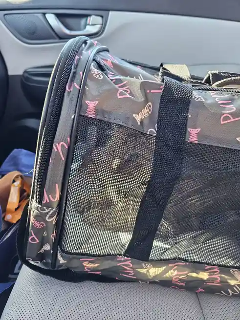Wish Me Luck! I Adopted a Sister for My Grumpy Cat