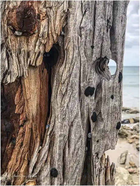 The Resilience of Time: Weathered and Wise