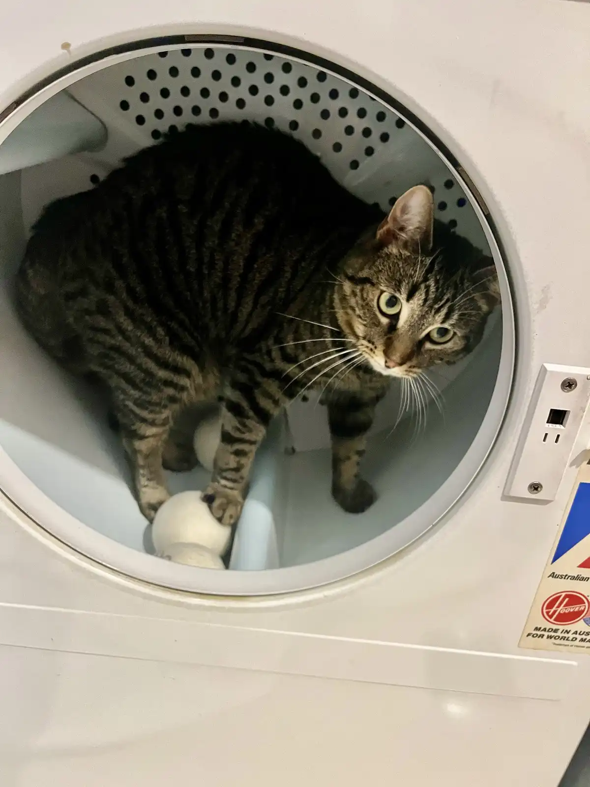 A tabby cat with green eyes is sitting inside a white front-loading dryer, looking out through the circular door. The cat is…