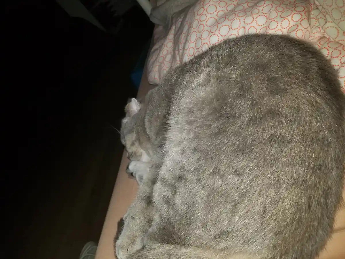A gray tabby cat is curled up in a tight ball on a bed with a patterned orange and white blanket, appearing to be sleeping…