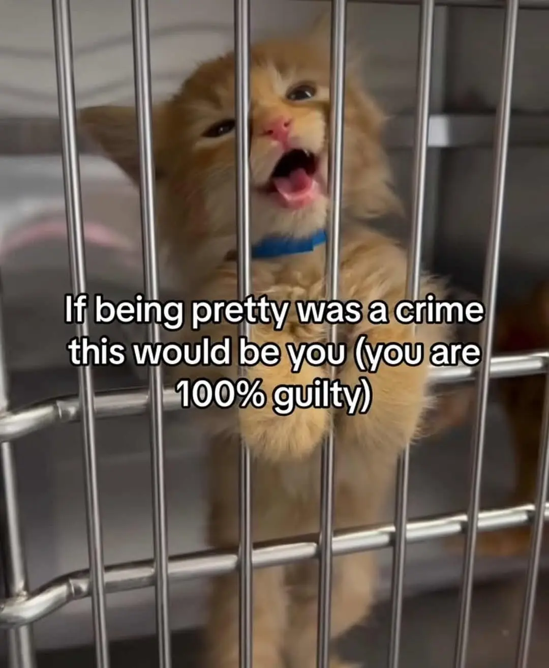 A fluffy orange kitten with a blue collar is standing behind metal bars, looking up with its mouth wide open as if meowing…