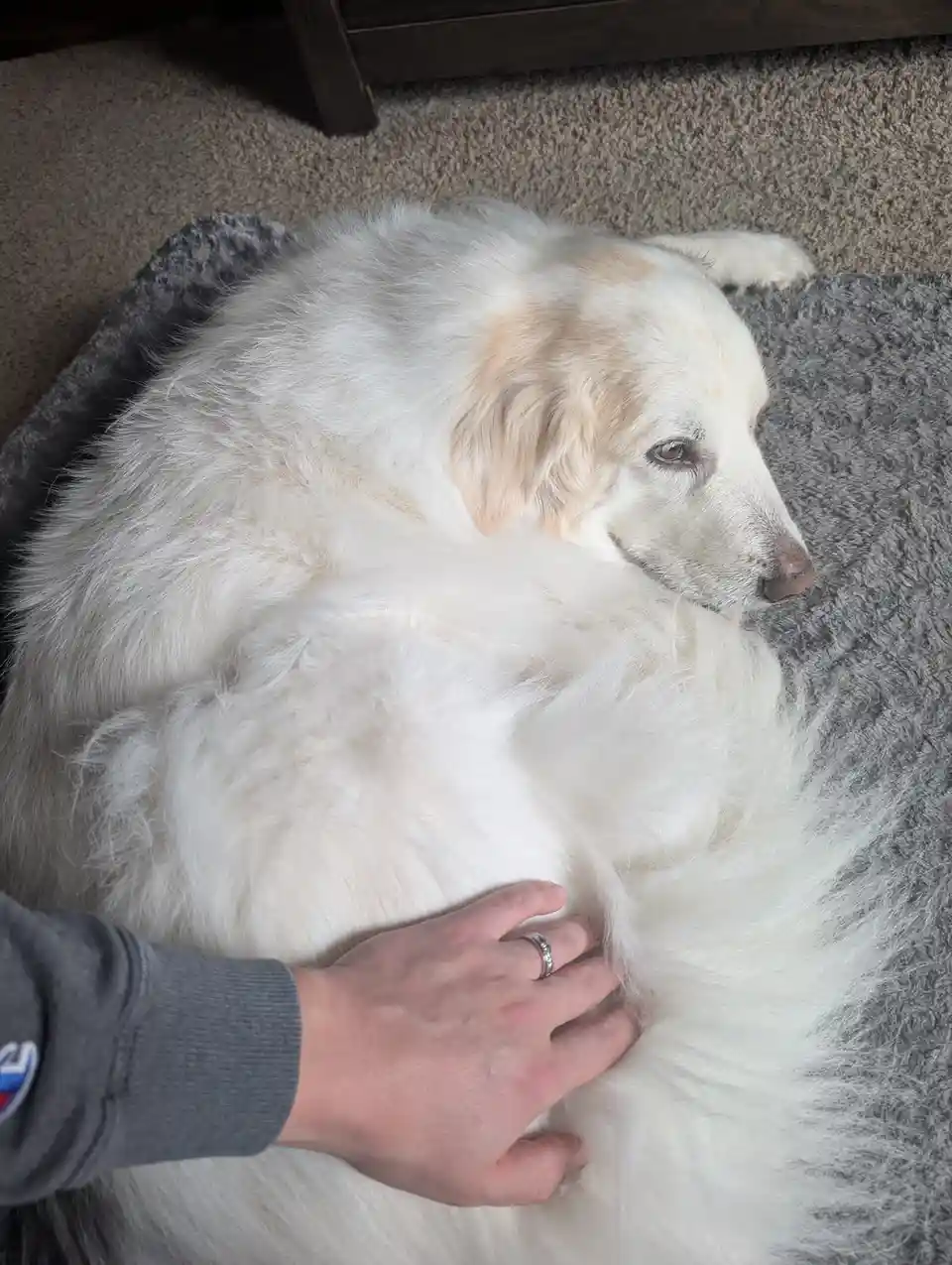 A fluffy white dog with light tan markings lies curled up on a grey pet bed, looking away with a calm expression. A person's…
