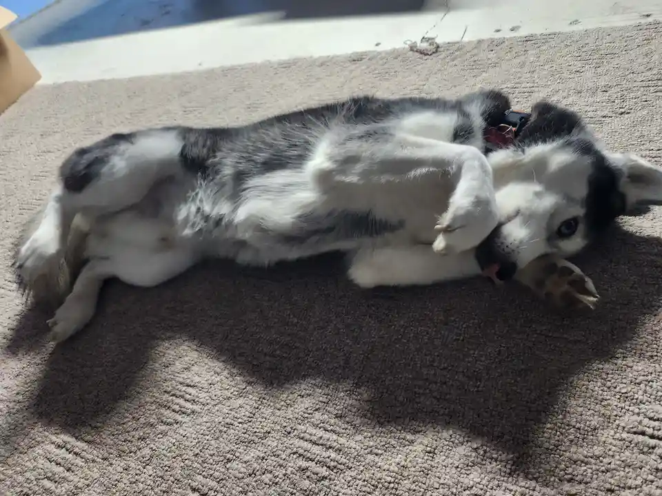 A black and white husky puppy lies on its back on a beige carpet, paws in the air, looking relaxed and slightly goofy. The…