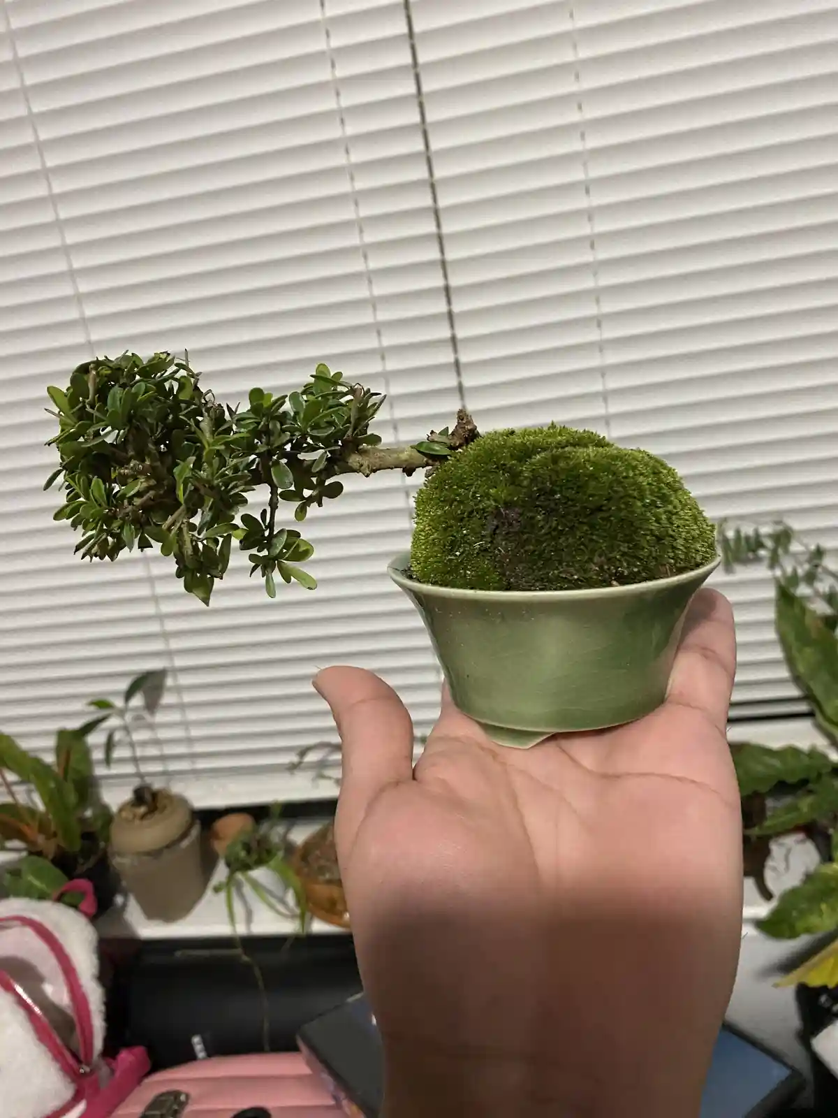 A hand holds a small green ceramic pot containing a bonsai tree with a dense, moss-covered root ball and a sparse, leafy…