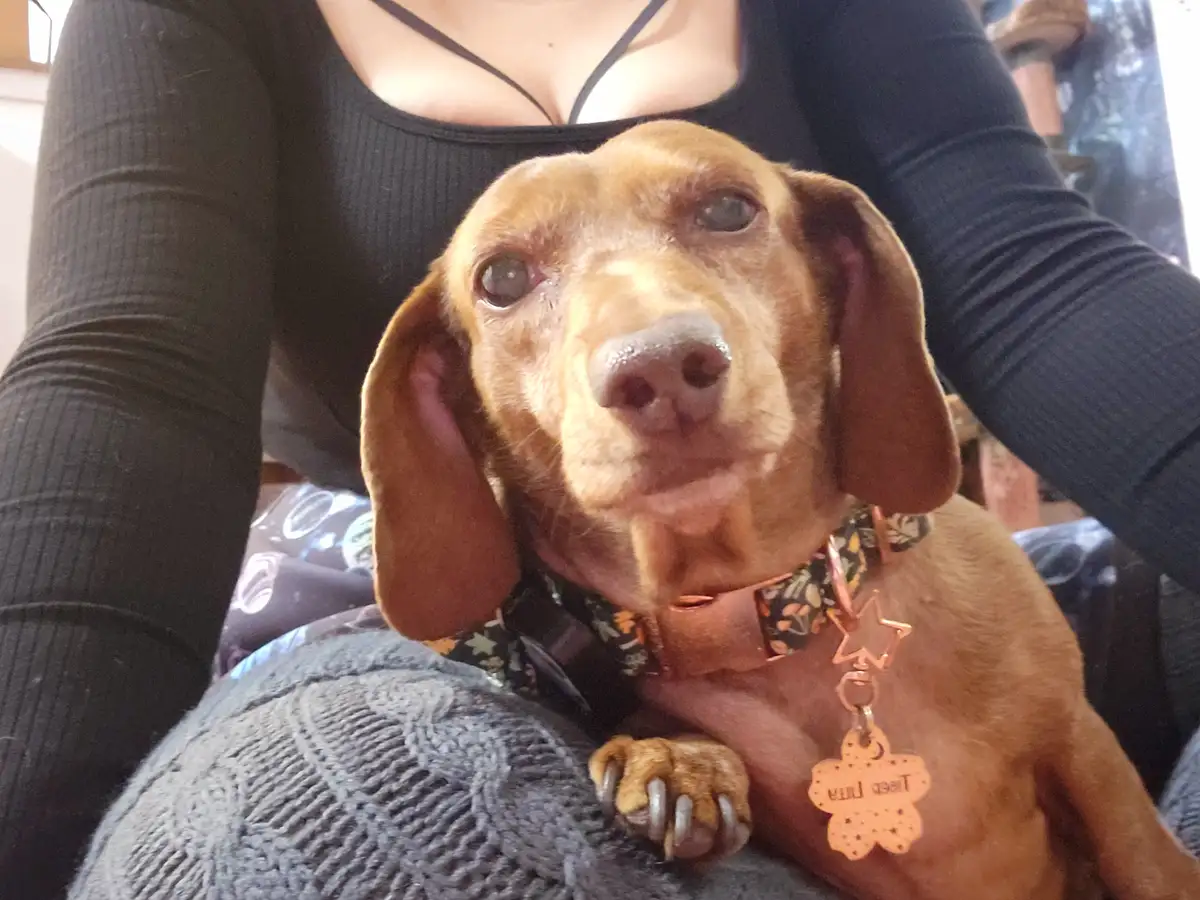 A close-up photo shows a brown dachshund with large, droopy ears and a slightly open mouth, looking directly at the camera…