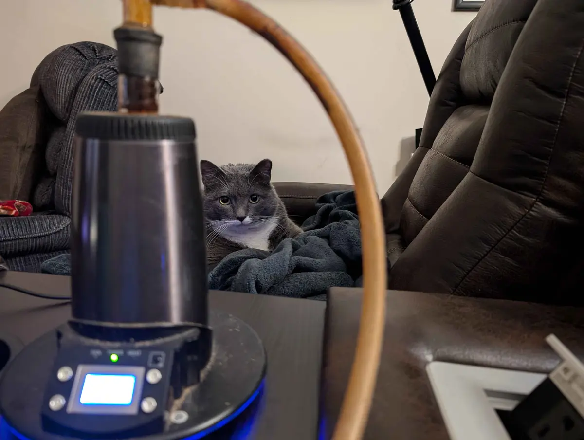 A gray cat with a white chest sits on a dark blanket on a brown leather couch, looking directly at the camera. In the…